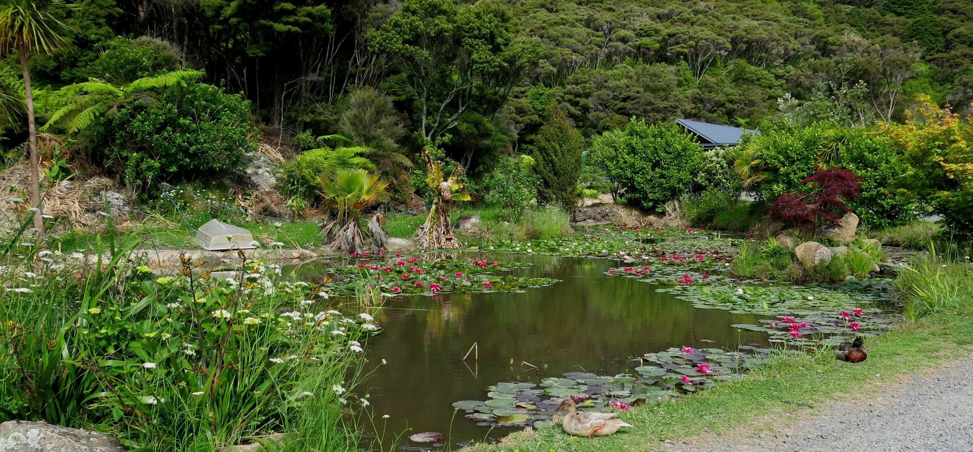 Bay Of Islands Holiday Apartments Paihia Bagian luar foto